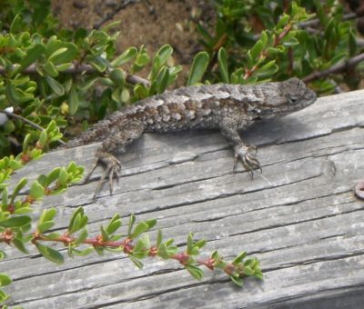 lookin’ for lizards