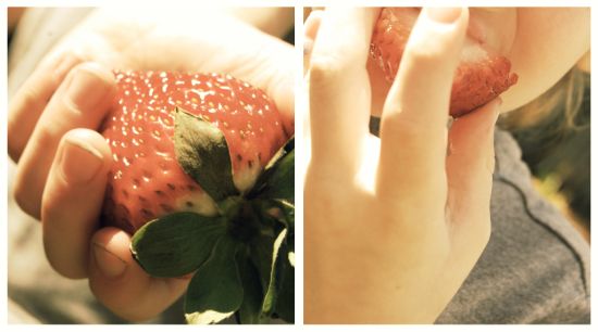 strawberries-in-season