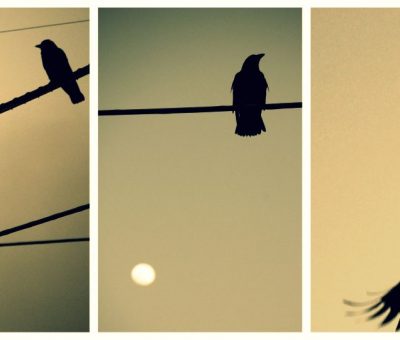 more) birds at twilight.