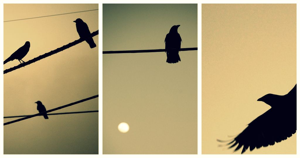 more) birds at twilight.