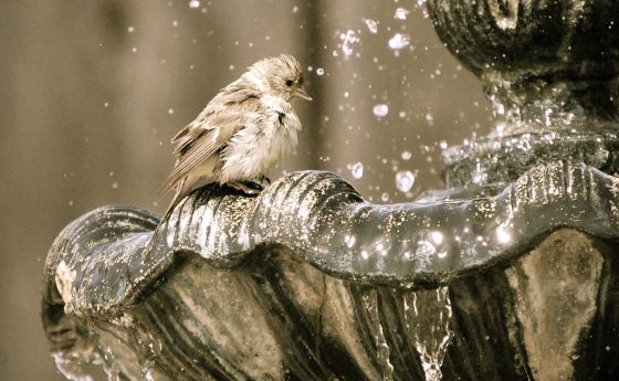 bird-bath-1