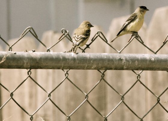 bird-bath-4