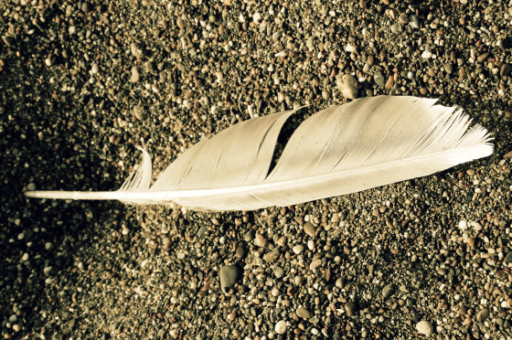 feather