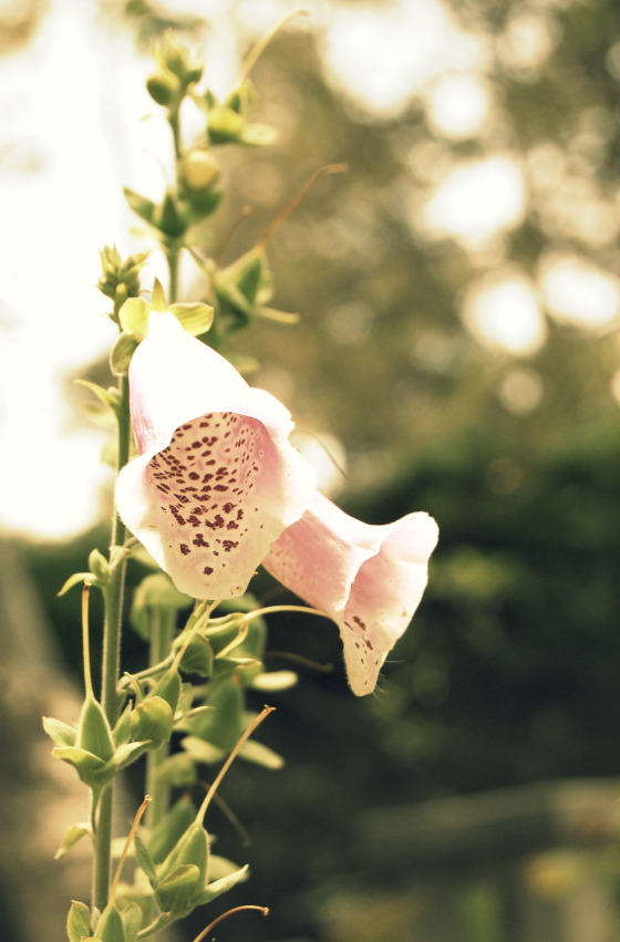 garden-bells