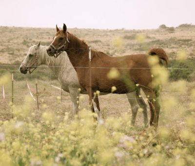 horses.