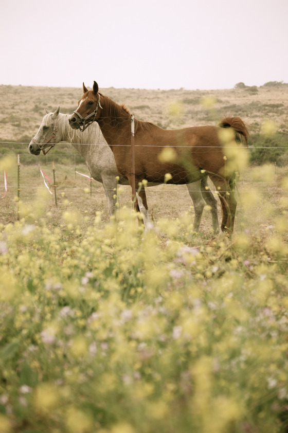 horses