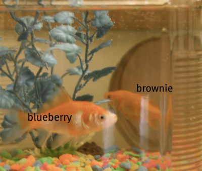 blueberry and brownie, the goldfish.