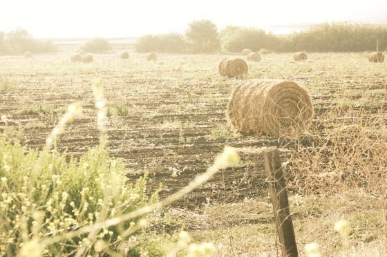 hey, hay!