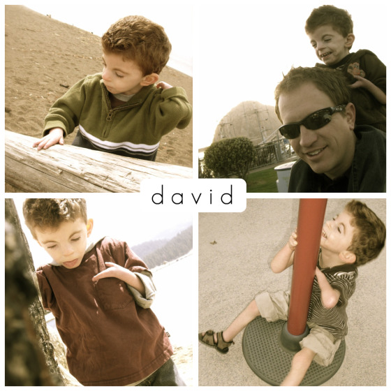 david