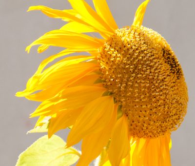 sunflowers