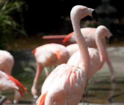 hello monday {santa barbara zoo}