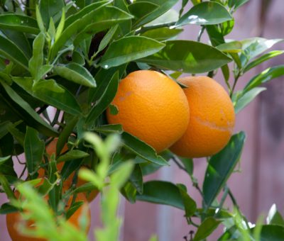 hello monday {fresh picked oranges}