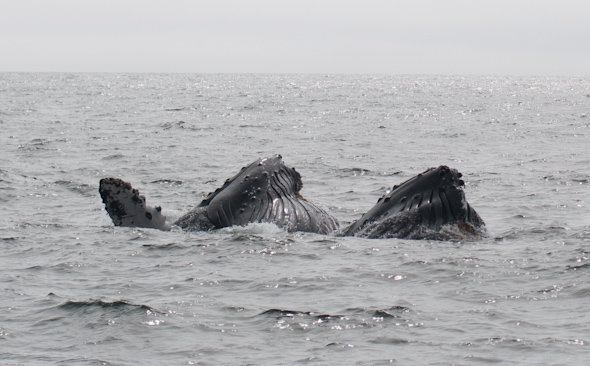 trip to monterey, part one {whale watching}