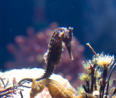 just look at this amazing sea world! {Monterey Bay Aquarium}