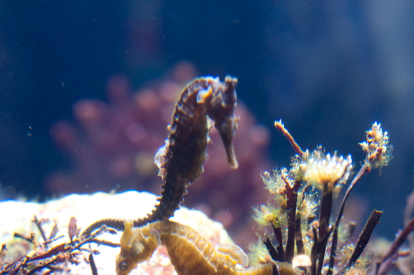 just look at this amazing sea world! {Monterey Bay Aquarium}