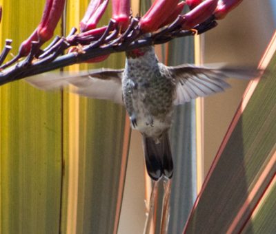 don’t forget to focus the beauty! {hummingbirds}