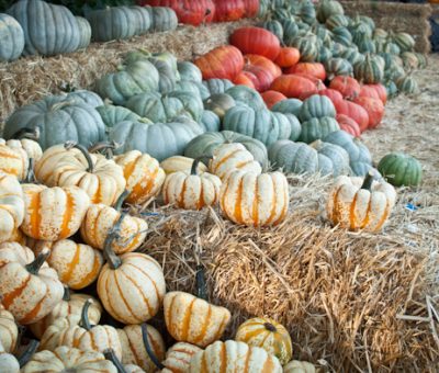 hello pumpkin patch