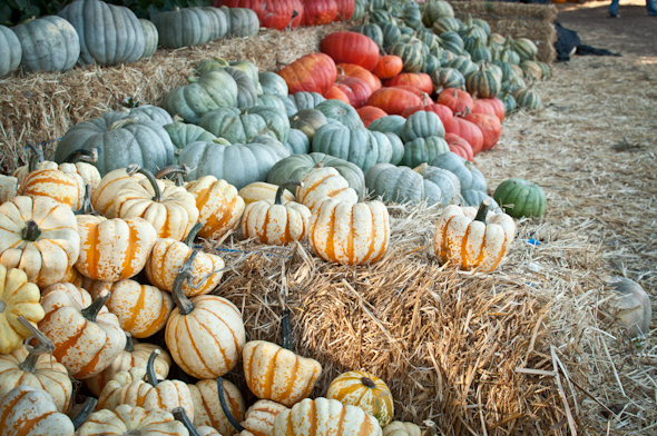 hello pumpkin patch