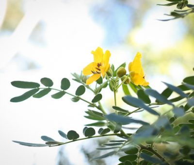 hello yellow flowers