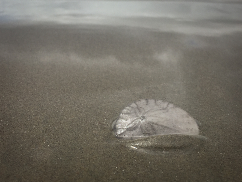 hello sand dollar beach lisa leonard-01