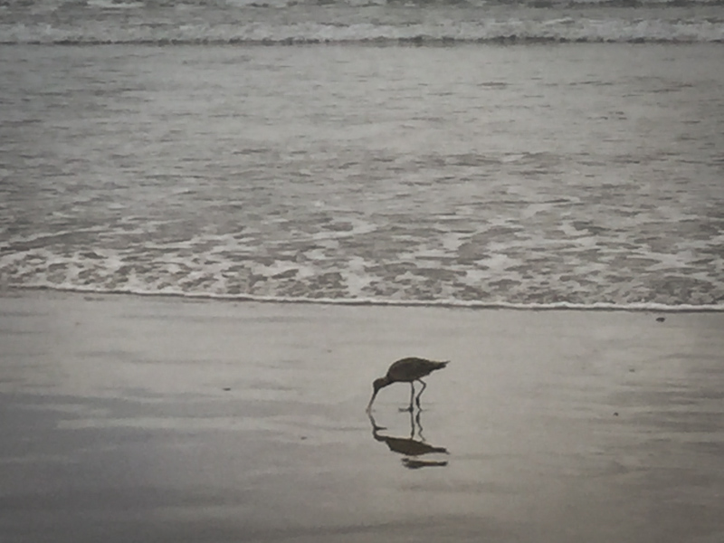 hello sand dollar beach lisa leonard-02