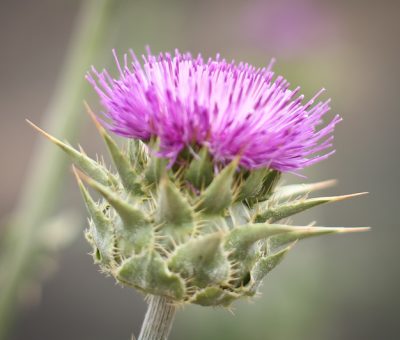 hello wildflowers