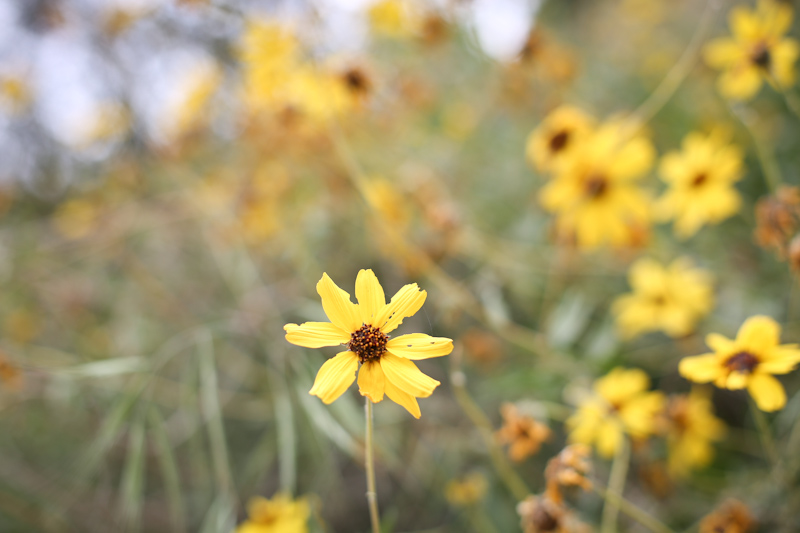 wildflowers lisa leonard-05