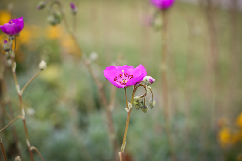 wildflowers lisa leonard-07