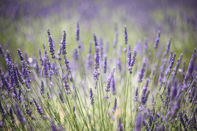 hello lavender fields