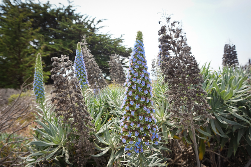 ocean walk in cambria-04