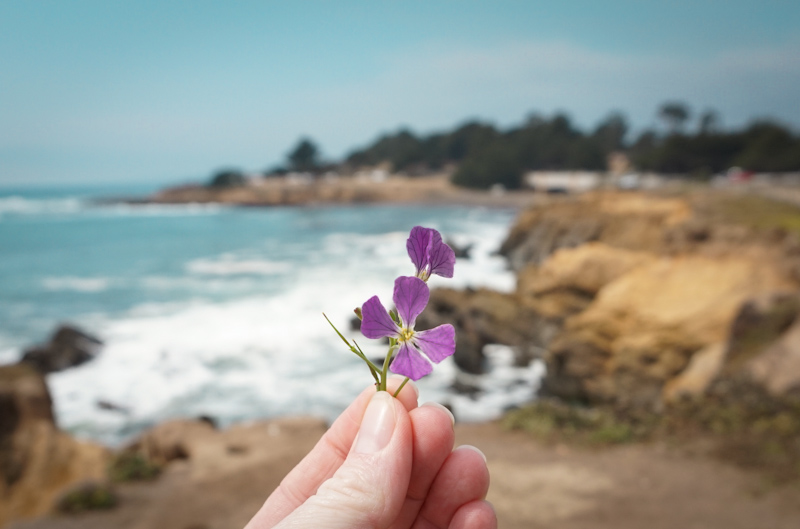 ocean walk in cambria-08