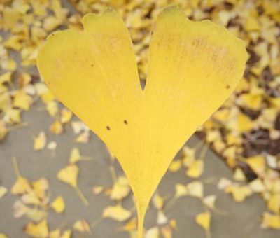 Lisa holding leaf