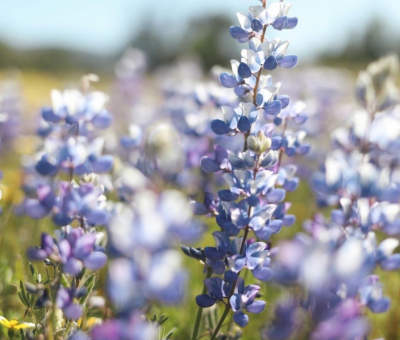 Purple wildflowers