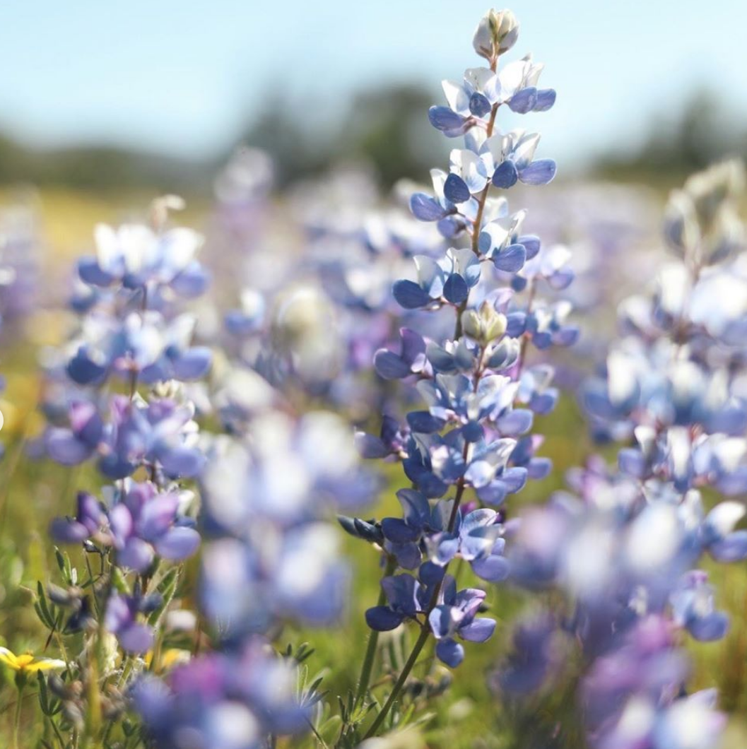 Purple wildflowers